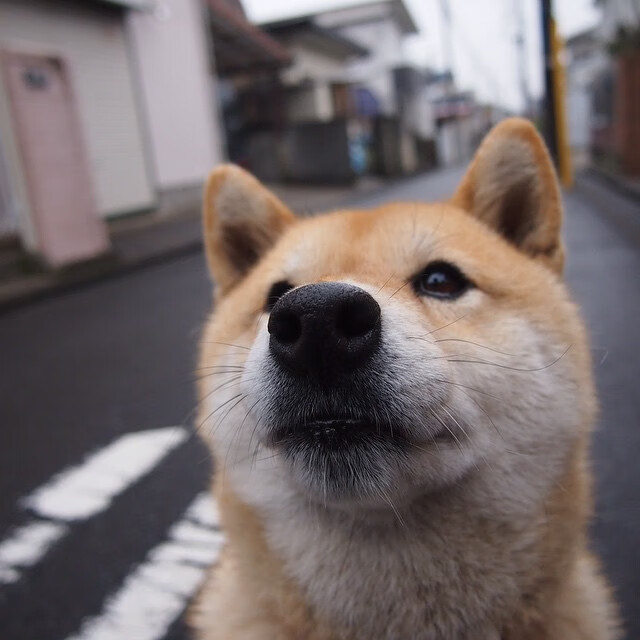 罗马尼亚队在国际乒联混合团体世界杯中迎难而上，罗马尼亚乒乓球选手