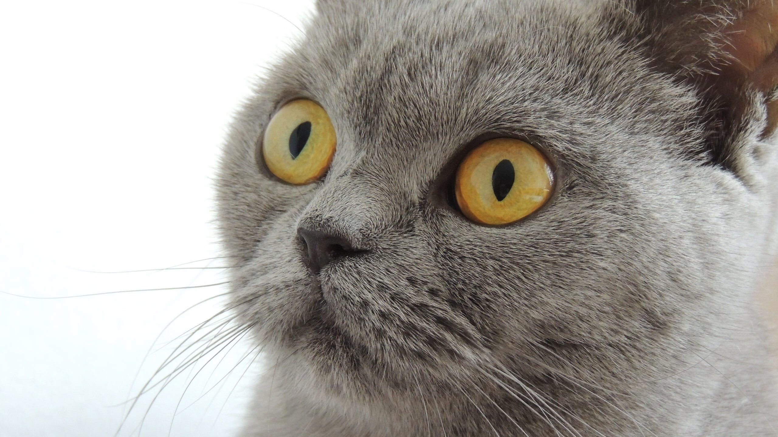 “安赫尔·巴尔博萨的突破与配合能力，帮助阿根廷美洲狮队实现战术多样化”