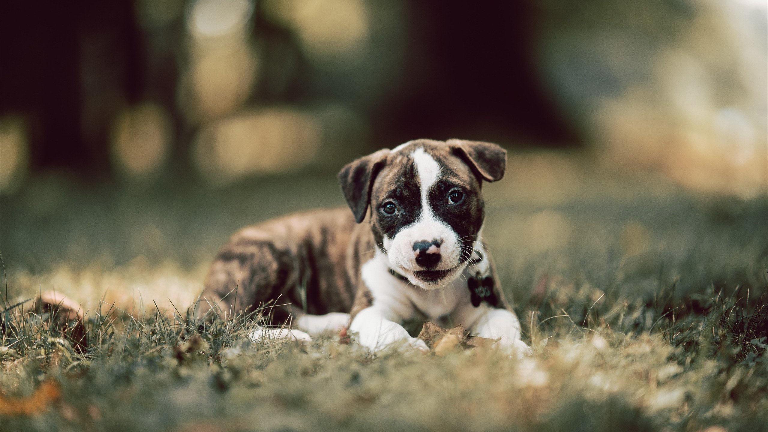 中国三人女篮战术执行力提升，中国三人女篮实力