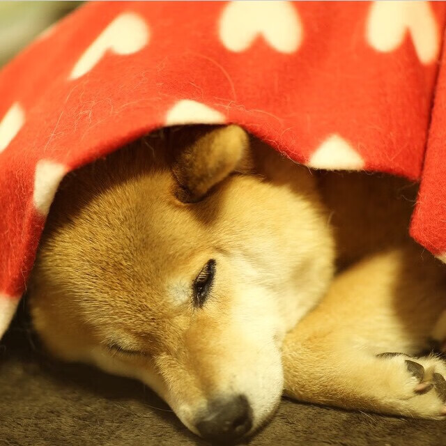 中国男排全员备战亚洲杯 强化体能训练,中国男排训练视频