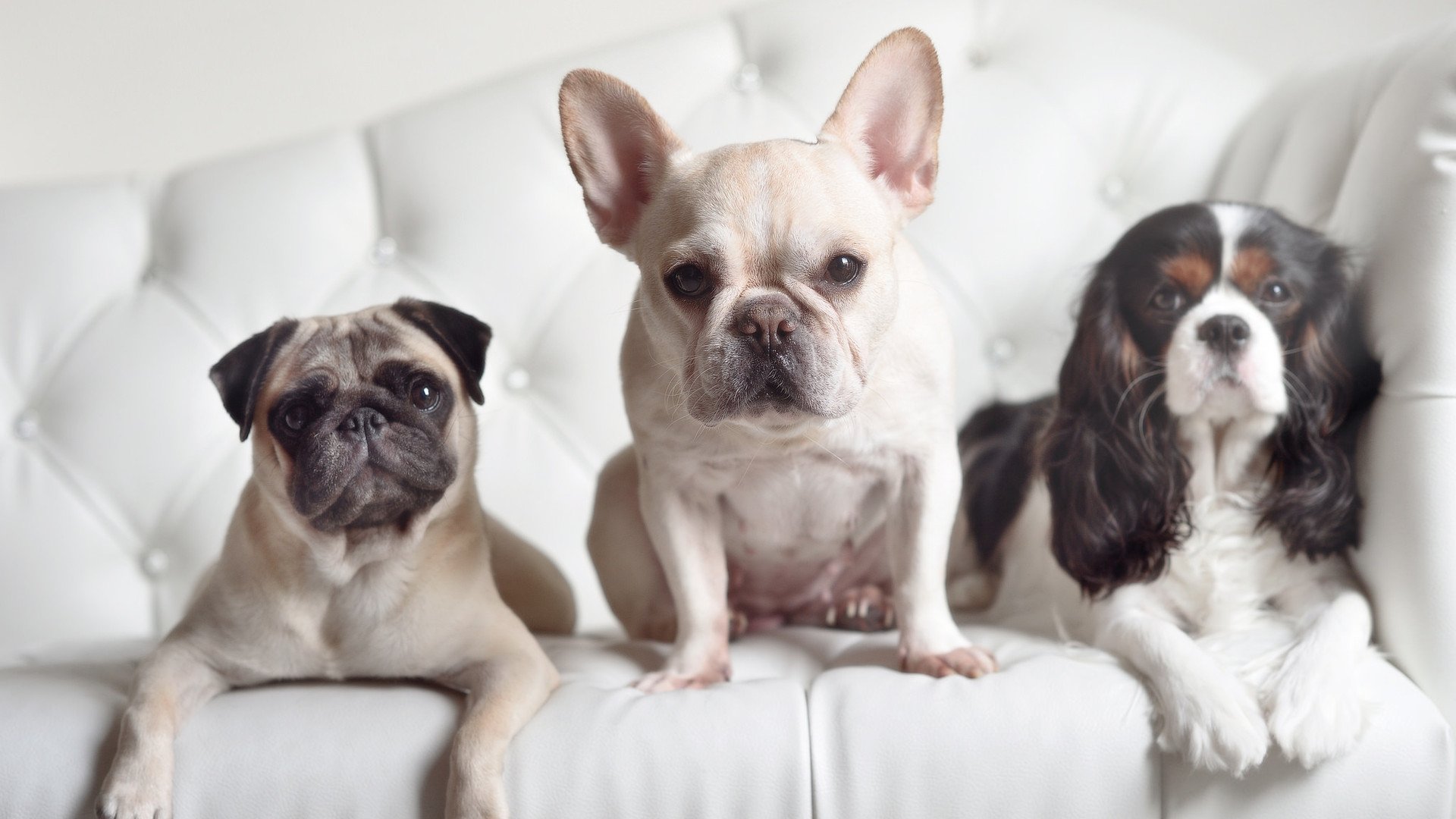 加拿大队在国际乒联混合团体世界杯中的整体表现与未来展望,加拿大乒乓球队员名单