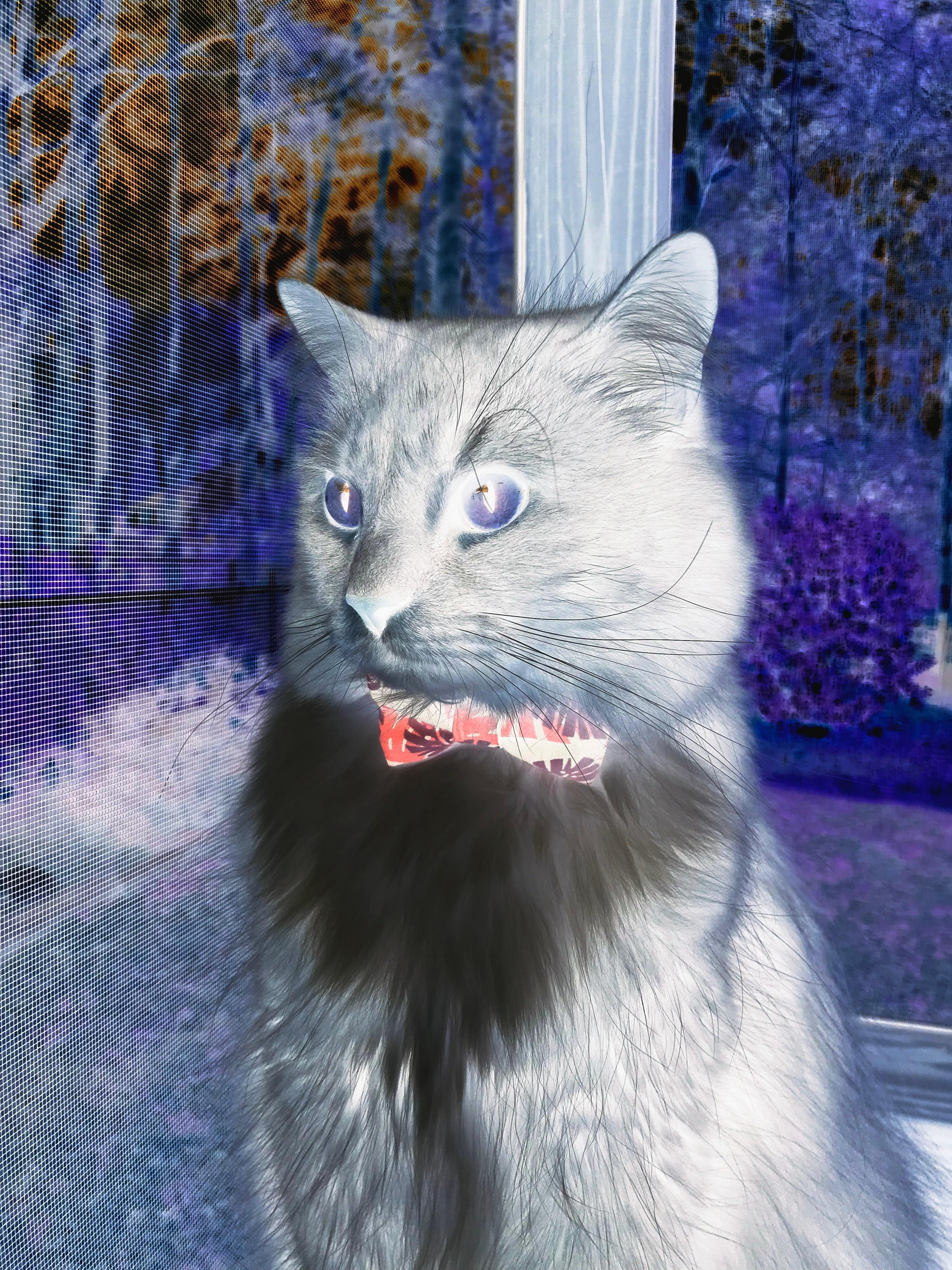 加拿大队在国际乒联混合团体世界杯中的整体表现与未来展望,加拿大乒乓球队员名单