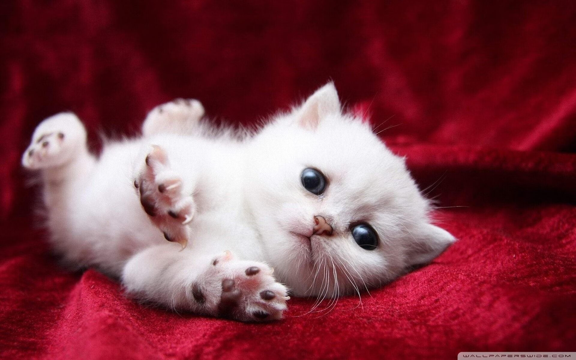 明星球员社会影响力日益扩大，明星球员足球